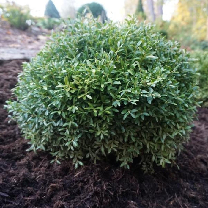 Franklin's Gem Boxwood - Buxus sinica var. insularis ''Franklin''s Gem'' (Boxwood)