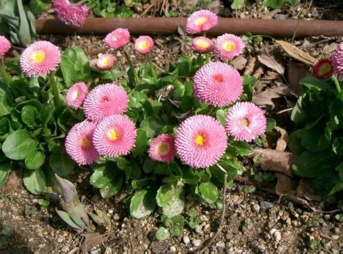 Tasso® 'Strawberries & Cream' - Bellis perennis (English Daisy)