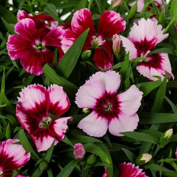 Dianthus - Dianthus Chinensis